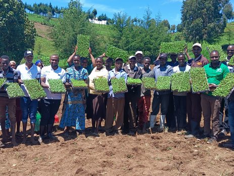 Farmers Marioshoni, Elbergon in Nakuru County, Kenya receive rooted apical cuttings (RAC) for seed multiplication