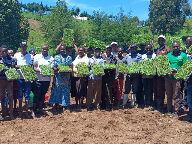 Farmers Marioshoni, Elbergon in Nakuru County, Kenya receive rooted apical cuttings (RAC) for seed multiplication
