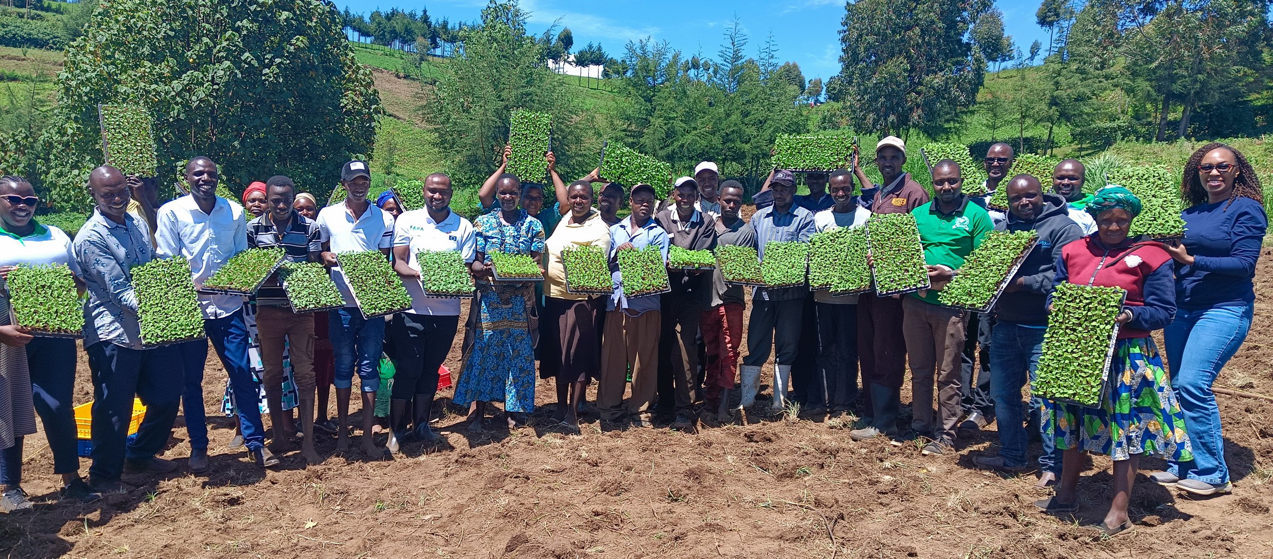Farmers Marioshoni, Elbergon in Nakuru County, Kenya receive rooted apical cuttings (RAC) for seed multiplication