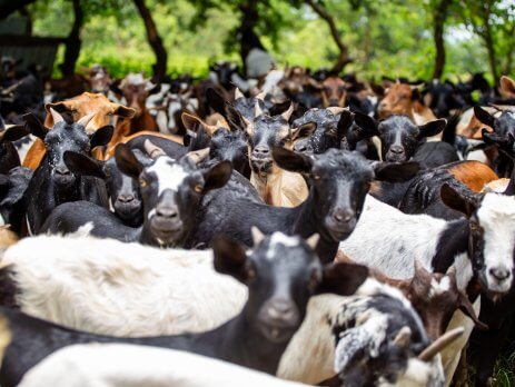 A cross section of the goat stock belonging to one of the successful farmers in Buseesa in Kibaale