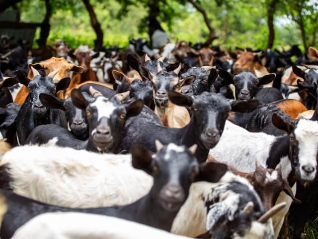 A cross section of the goat stock belonging to one of the successful farmers in Buseesa in Kibaale