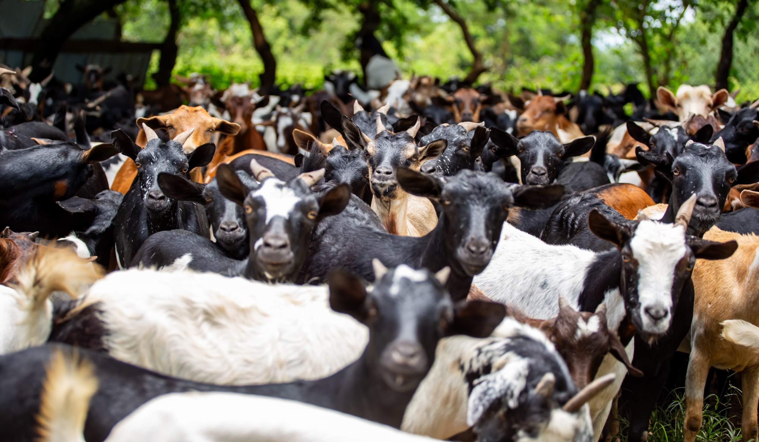A cross section of the goat stock belonging to one of the successful farmers in Buseesa in Kibaale