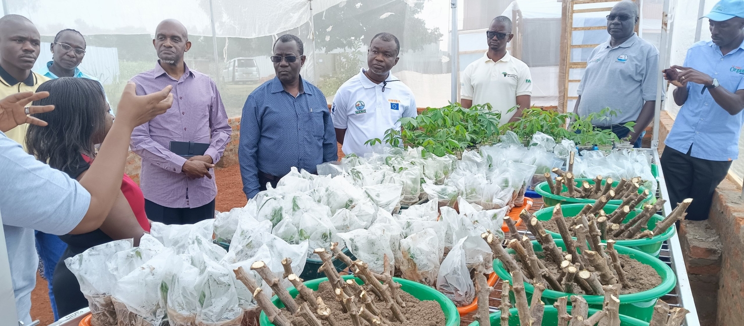 How ASARECA, FARA, EAAF are stimulating uptake of innovations rural agriculture-based livelihoods in Uganda