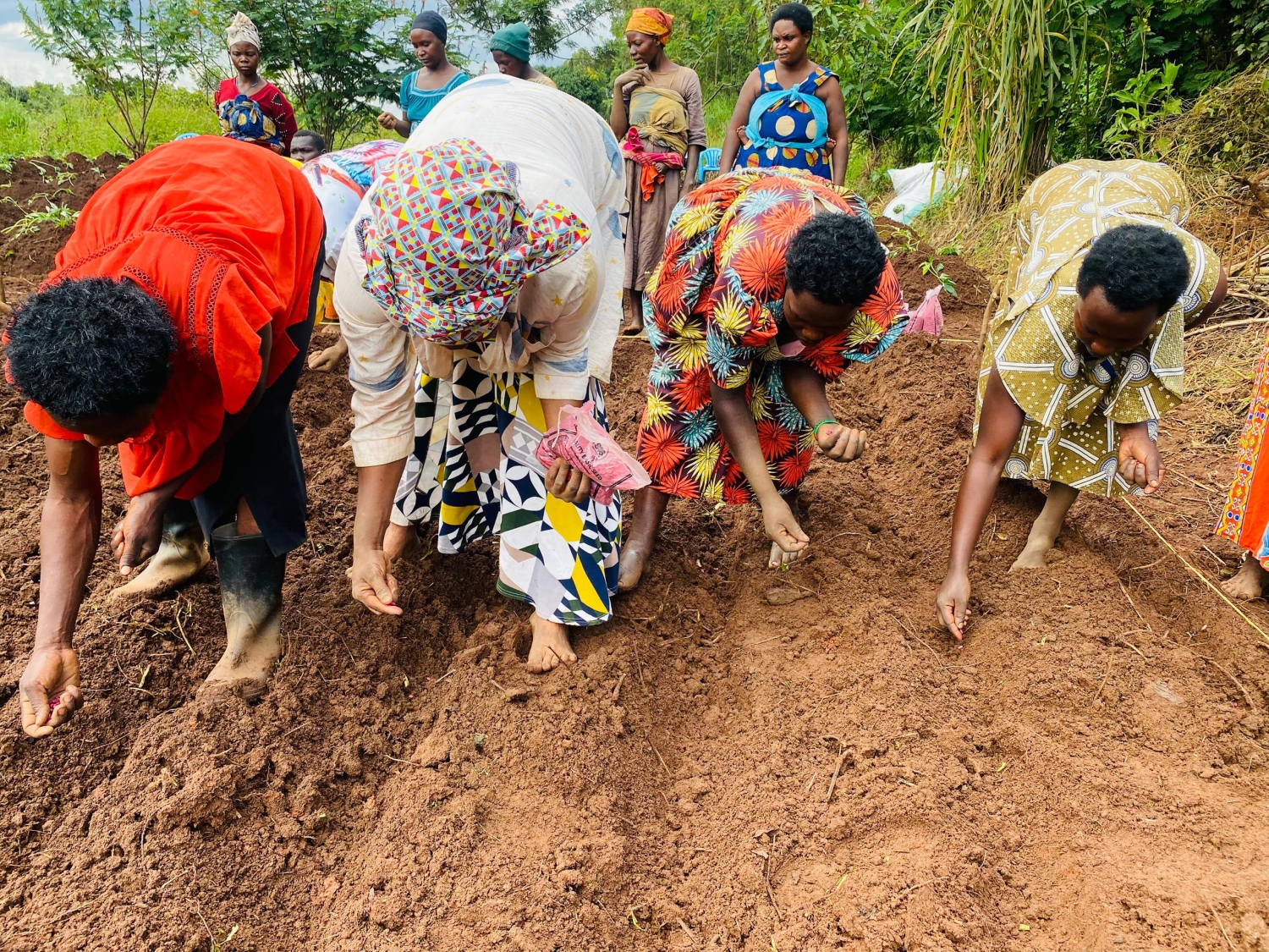 Building Resilience of Livelihoods in Refugee host communities through the promotion of Biofortified crops