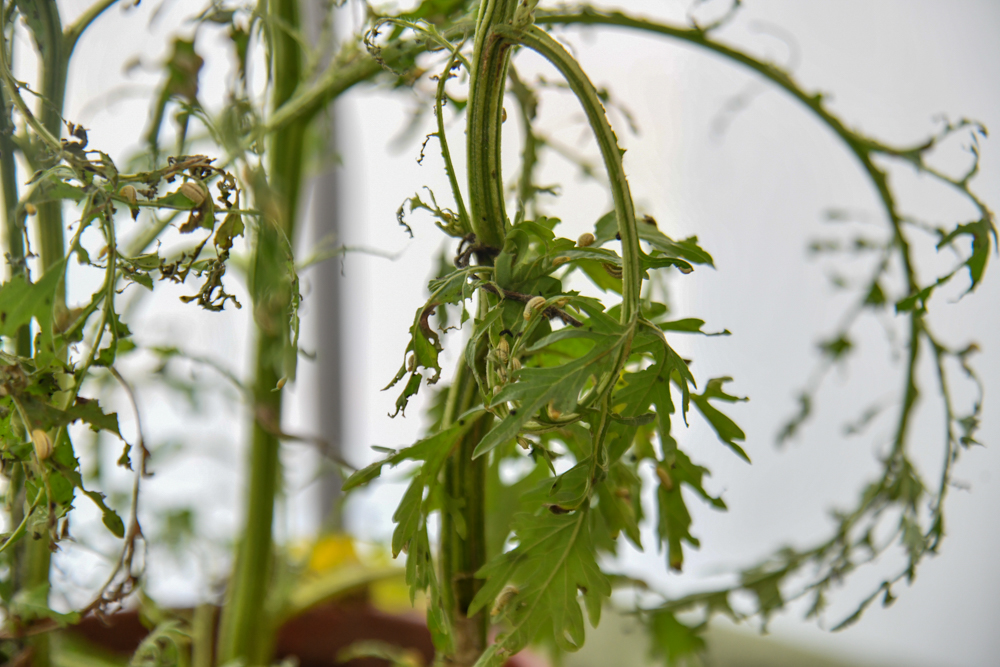 From Koboko to Pallisa: Farmers Turn to Biological Control in the Fight Against Parthenium