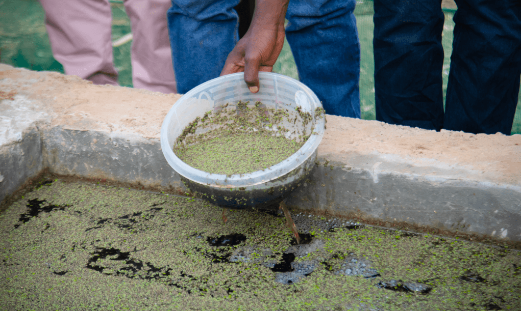 A lead farmer (above) and (below) demonstrates to his peers how Azolla is established and planted during a demo session in Rwanda