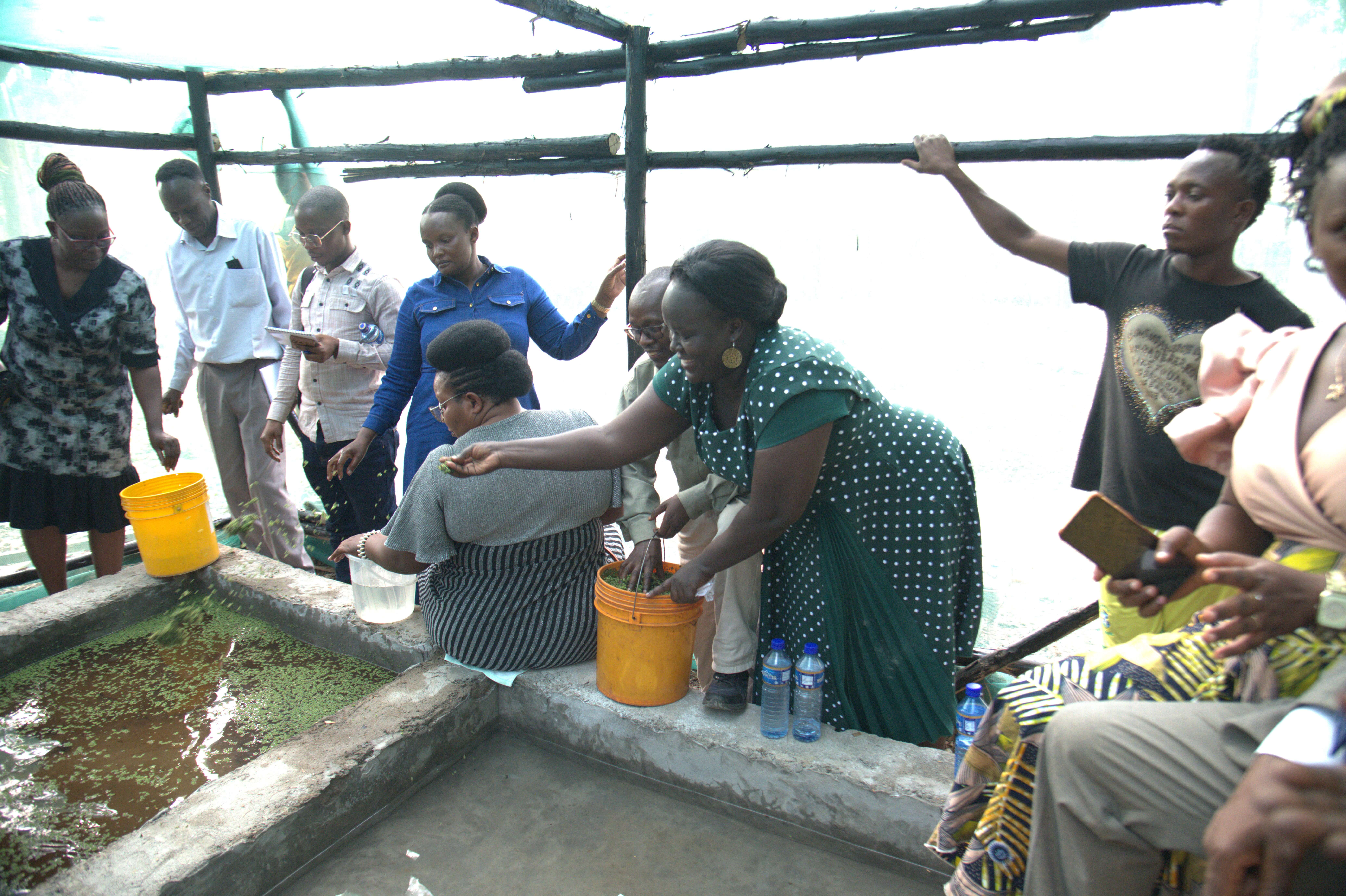 Providing communities with practical demonstration sites to observe the technology in action is critical in scaling Azolla innovations