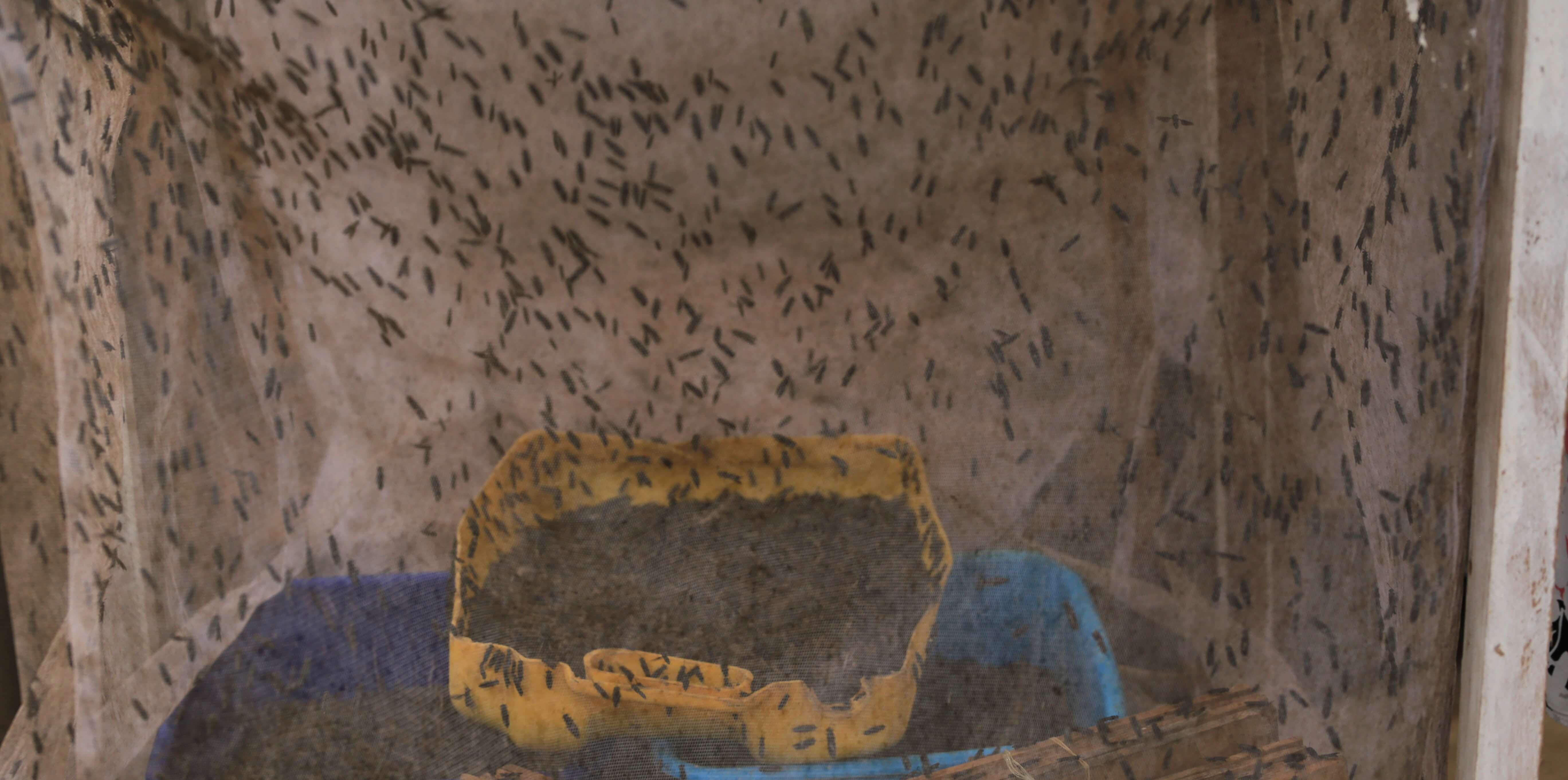 Black Soldier Fly in action in a hatchery. It is within this facility that eggs are laid and later moved to cages where they grow into larvae.