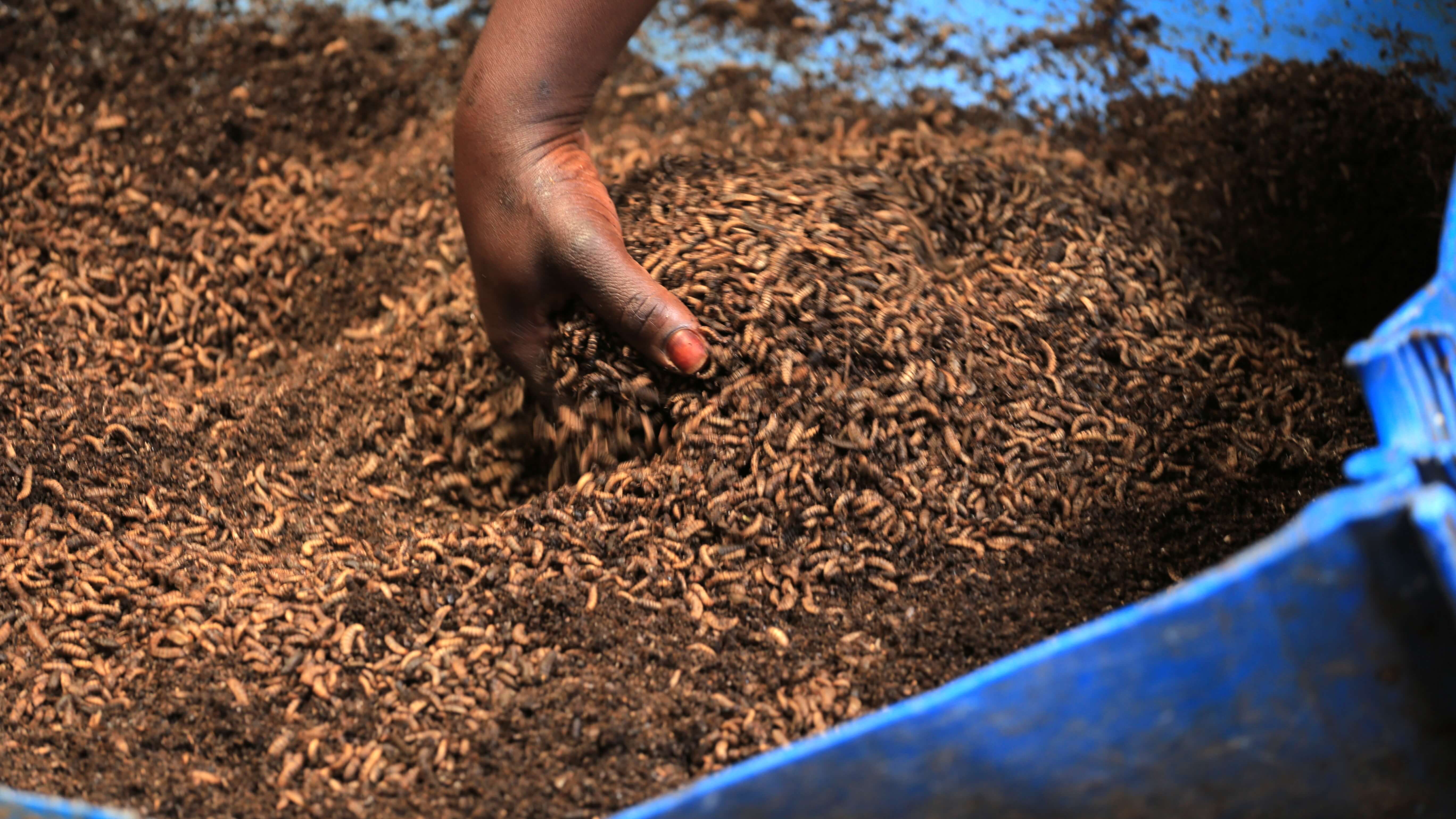Dead pupae and frass from the various BSF processes are used to generate organic fertilizer which is used in the circular economy on farm.