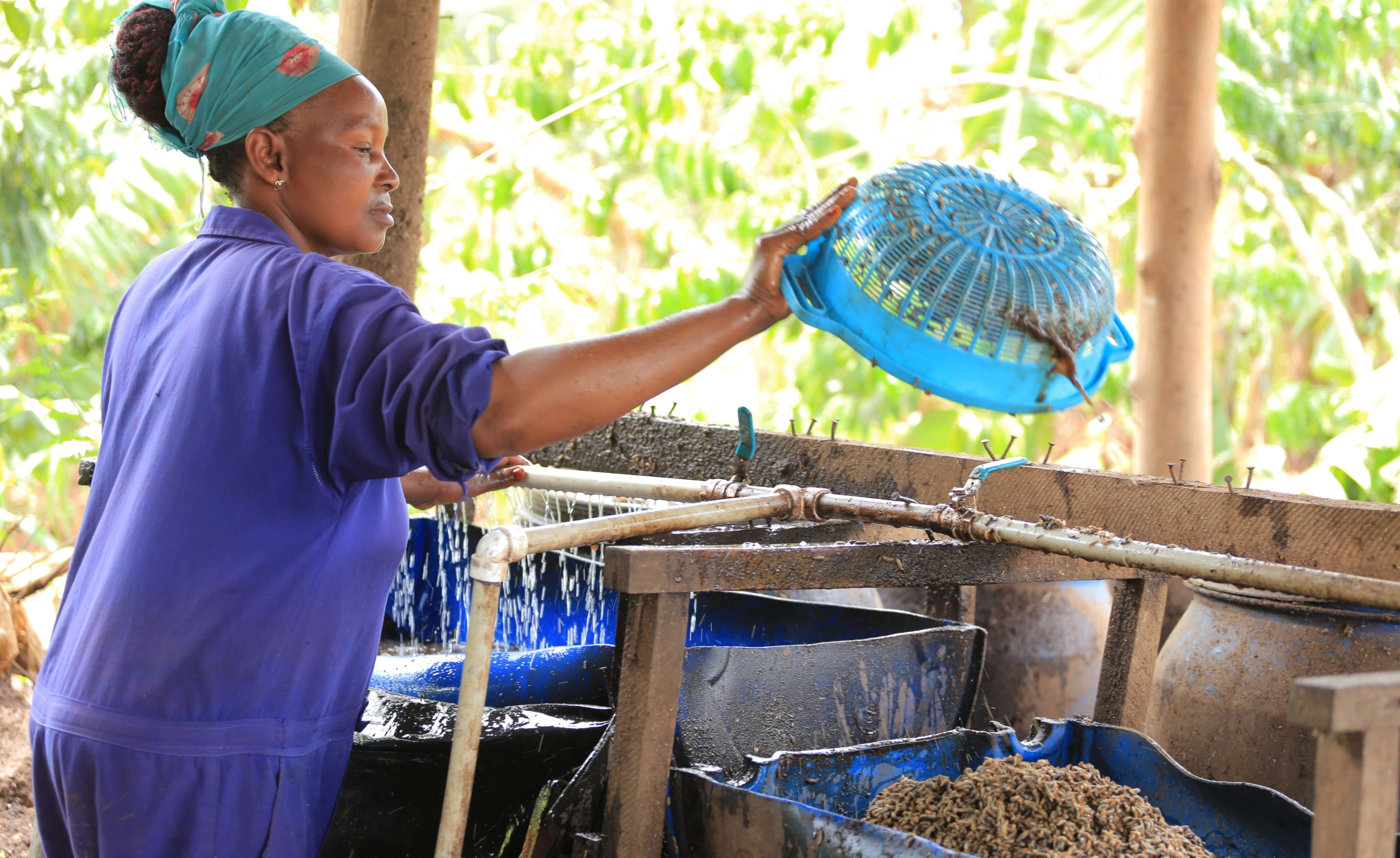 A worker at Darwesh Mpungwe Foods Limited in Mayuge district processing dry larvae for the market.